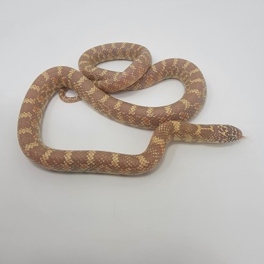 2023 Lavender Albino Florida Kingsnake (Male)100% het Axanthic/Mosaic