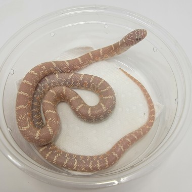 2023 Lavender Albino Florida Kingsnakes (Females) 100% het Axanthic & Mosaic