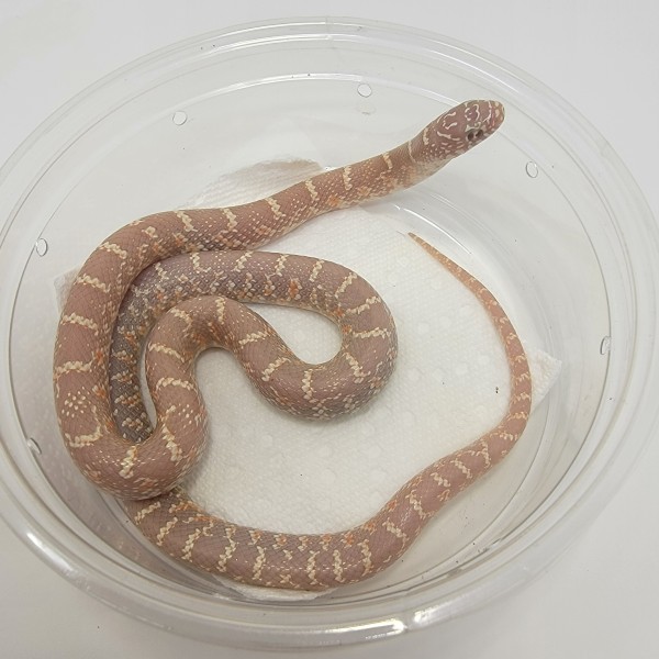 2023 Lavender Albino Florida Kingsnakes (Females) 100% het Axanthic & Mosaic 2023 Lavender Albino Florida Kingsnakes (Females) 100% het Axanthic & Mosaic