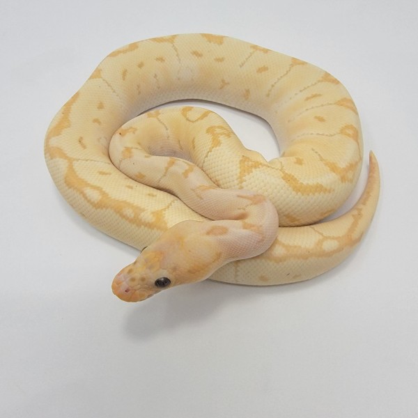 2022 Banana Clown Pinstripe Ball Python Male