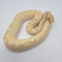 2022 Banana Clown Pinstripe Ball Python Male