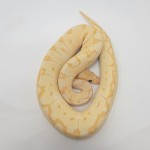 2022 Banana Clown Pinstripe Ball Python Male