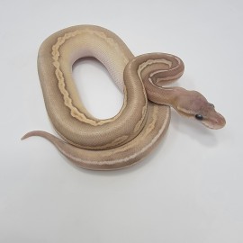 2023 Banana Blackhead Pewter Mojave Vanilla Ball Python Male