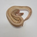 2023 Banana Blackhead Pewter Mojave Vanilla Ball Python Male