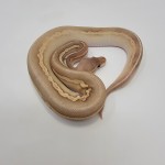 2023 Banana Blackhead Pewter Mojave Vanilla Ball Python Male 2023 Banana Blackhead Pewter Mojave Vanilla Ball Python Male
