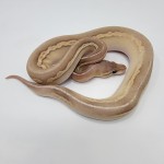 2023 Banana Blackhead Pewter Mojave Vanilla Ball Python Male 2023 Banana Blackhead Pewter Mojave Vanilla Ball Python Male