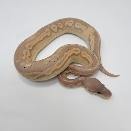 2023 Banana Blackhead Cinny Mojave Vanilla Ball Python Male