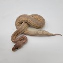 2023 Banana Blackhead Cinny Mojave Vanilla Ball Python Male