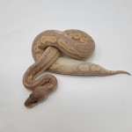 2023 Banana Blackhead Cinny Mojave Vanilla Ball Python Male