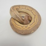 2023 Banana Blackhead Cinny Mojave Vanilla Ball Python Male