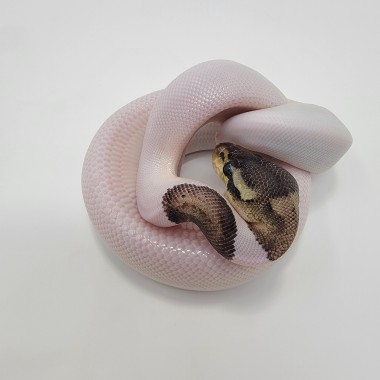 2023 Pastel Cinny Pied Ball Python Female