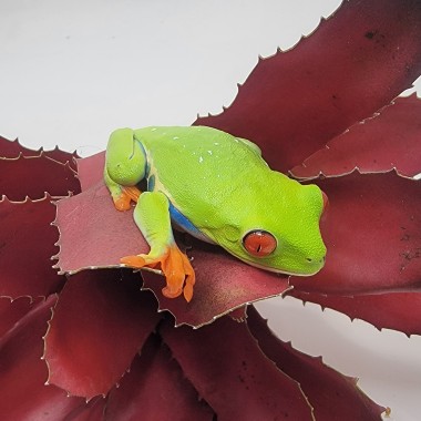 Select Import Red Eye Tree Frogs