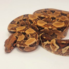 2022  Hypo Blood Boa 66% het Kahl