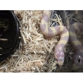 Albino 50/50 Super Pink