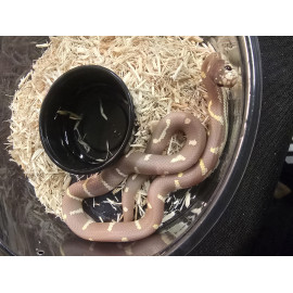Lavender Albino Dot/Dash