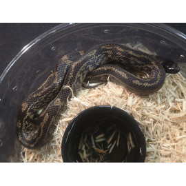 Hypermelanistic Het Lavender Albino