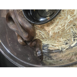 Hypermel het lavender Albino