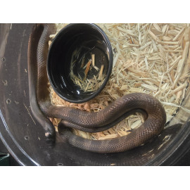 50/50 Hypermelanistic het Lavender Albino