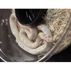 Albino banana het hypermel