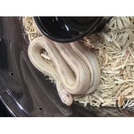 Albino Banana het hypermel