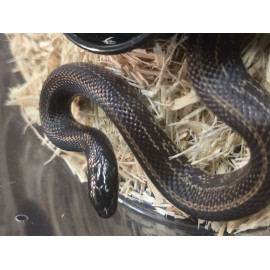 2025 Hypermelanistic Striped het lavender