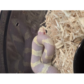 Albino California Super Pink