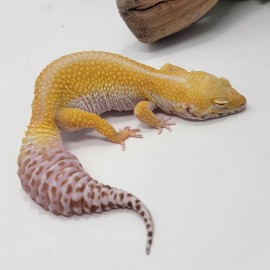 2022 Red Stripe Bell Albino