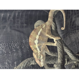 Blue Bar Ambilobe Panther Chameleon