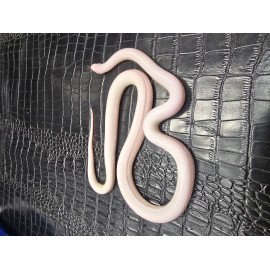 Blizzard (Albino Hypermel) het Lavender