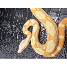 Super Sunglow(Sharp)