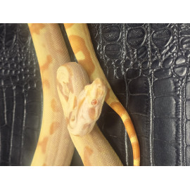 Purple Sunglow(Sharp)