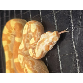 2025 Purple Sunglow(Sharp) Keltic