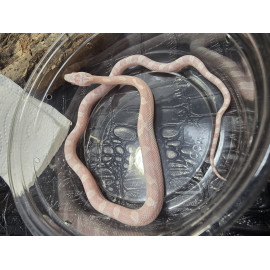 Snow Extreme Pied Side (Italian Line)