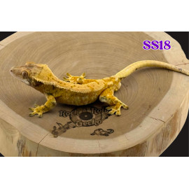 SS18 SPT LINE