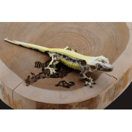 G58 Axanthic Lily White