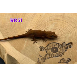 RR51 2026 Sarasinorum