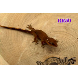 RR59 2026 Sarasinorum