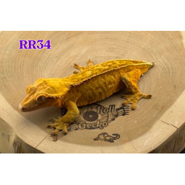 RR34 Tangerine Empty Back