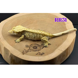 RR31 Lavender