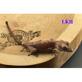 LK11 Super Sable X Cappuccino Luwak