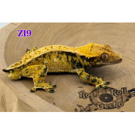 Z19 Yellow White Spot