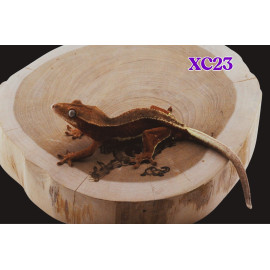 C23 Auction Red Phantom Lily White Pos het Axanthic