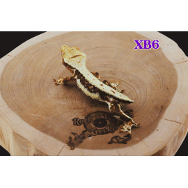 B6 Auction Lily White 50% pos Het Axanthic