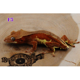 F3 Red Phantom Lily White Pos Het Axanthic
