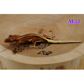 AL52 Red Phantom Lily White 66% Pos Het Axanthic