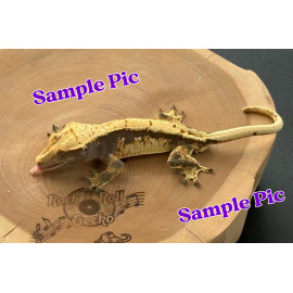 APP1 Axanthic Project Pack 5 Geckos