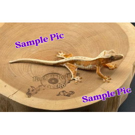 APP2 Axanthic Project Pack 5 Geckos