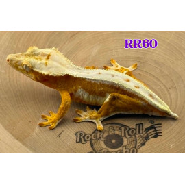 RR60 Yellow Lily White Pos Het Axanthic