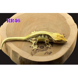 RR46 Lily White 50% Pos Het Axanthic