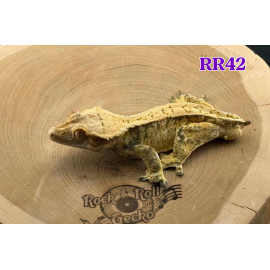 RR42 Yellow White Spot